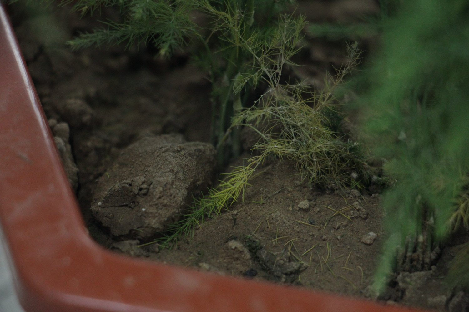 文竹变黄了还能恢复吗