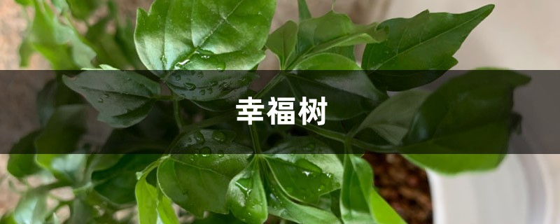幸福树黄叶掉叶，夏季浇点这个水，3天立马绿油油！