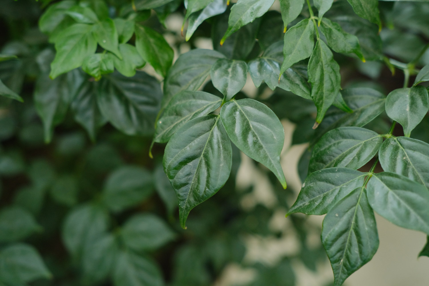 幸福树黄叶掉叶，夏季浇点这个水，3天立马绿油油！