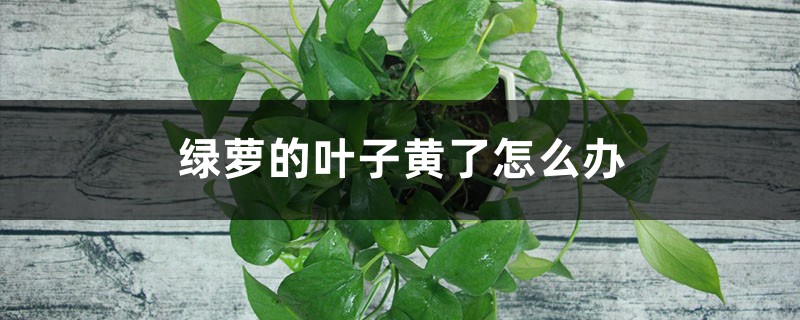 绿萝的叶子黄了如何办