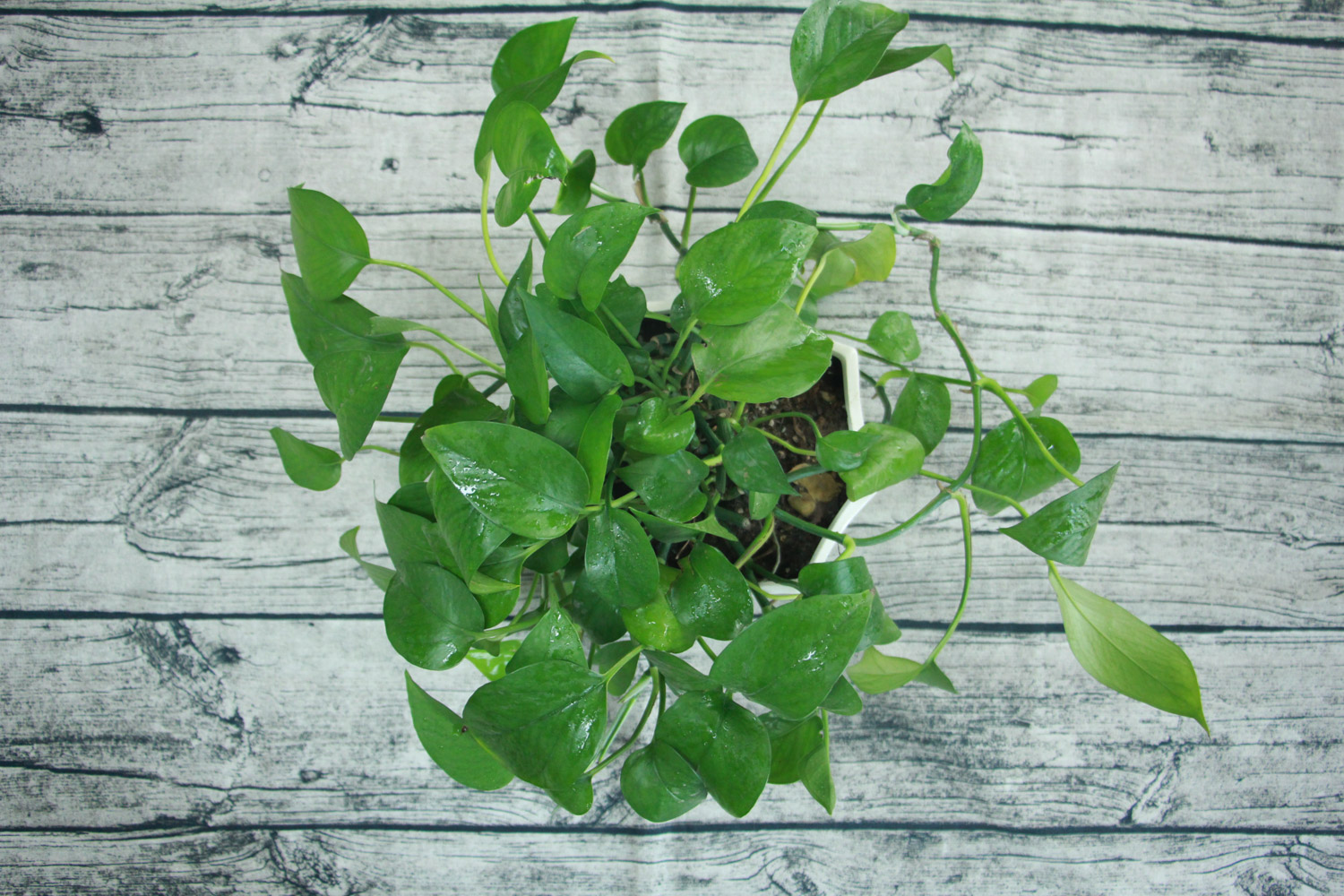 绿萝的叶子黄了如何办