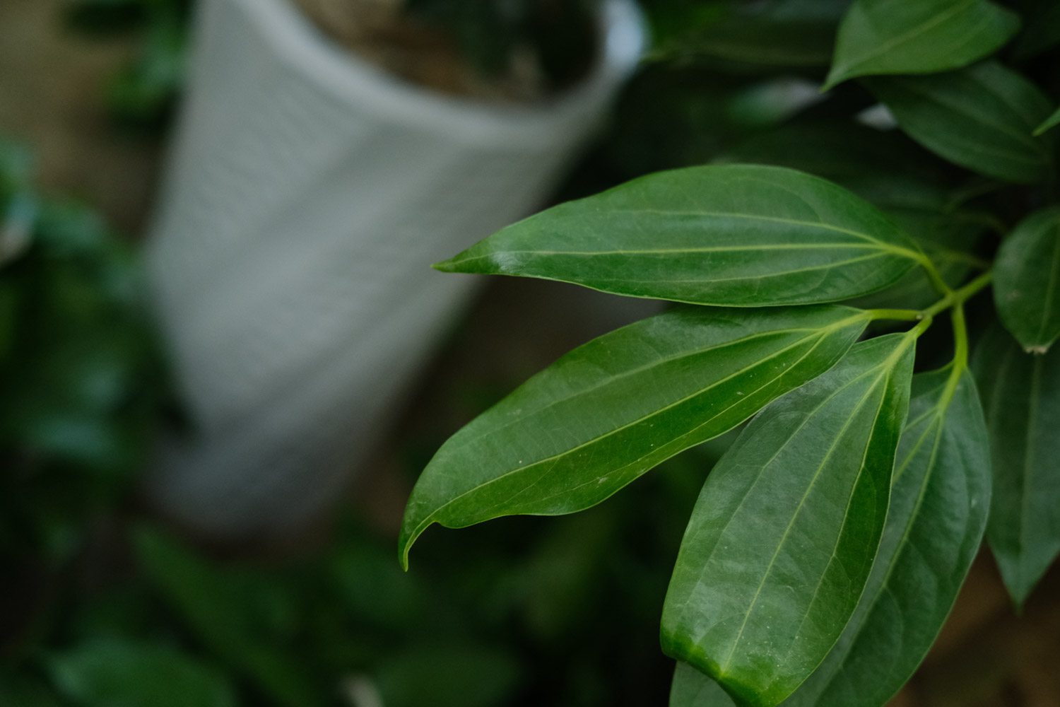 平安树 平安树叶子发黄掉落如何办