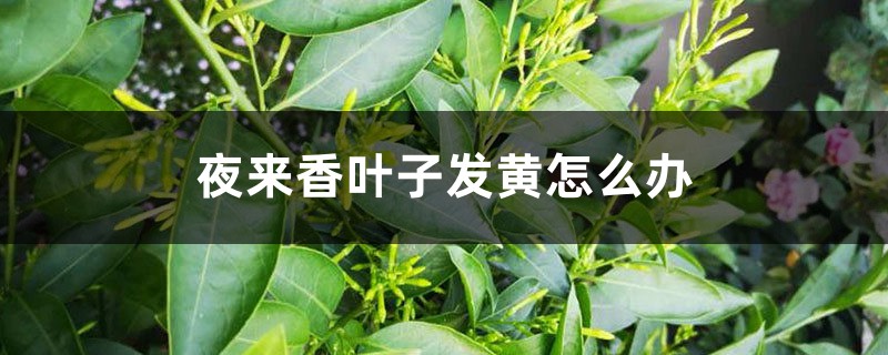 夜来香叶子发黄如何办
