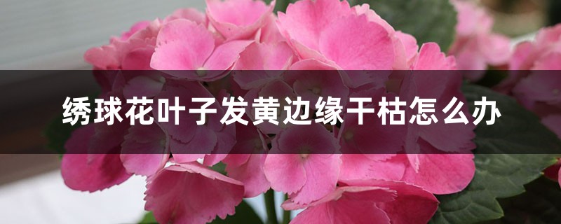 绣球花叶子发黄边缘干枯如何办