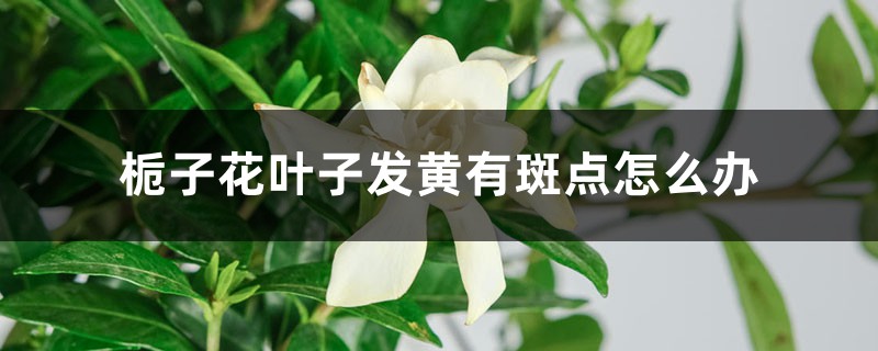 栀子花叶子发黄有斑点如何办