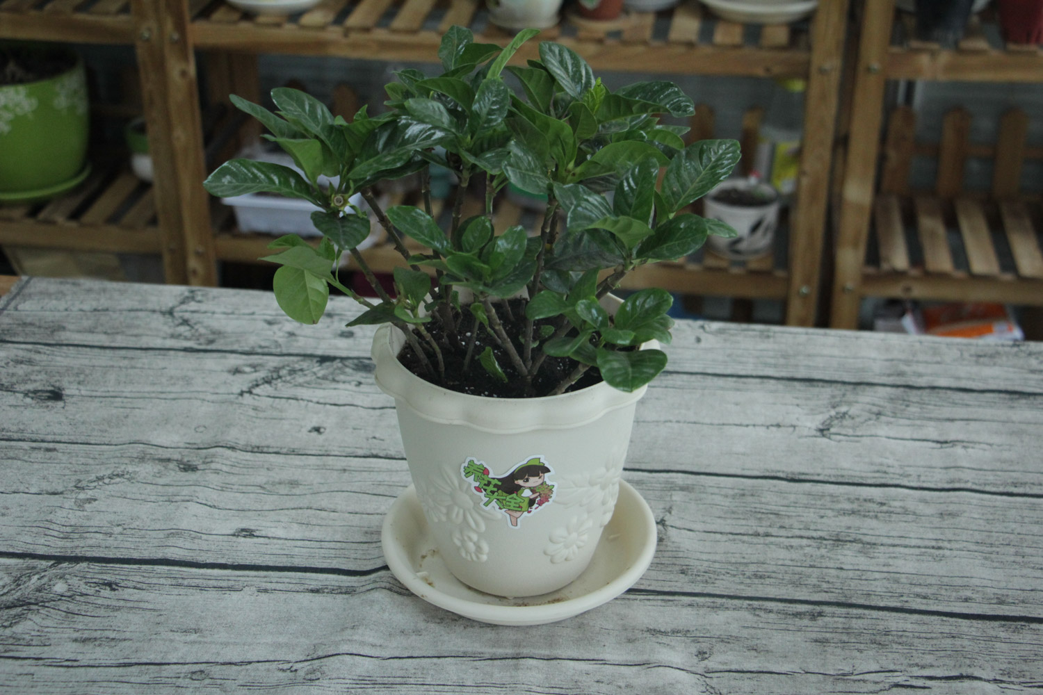 栀子 栀子花叶子发黄有斑点如何办