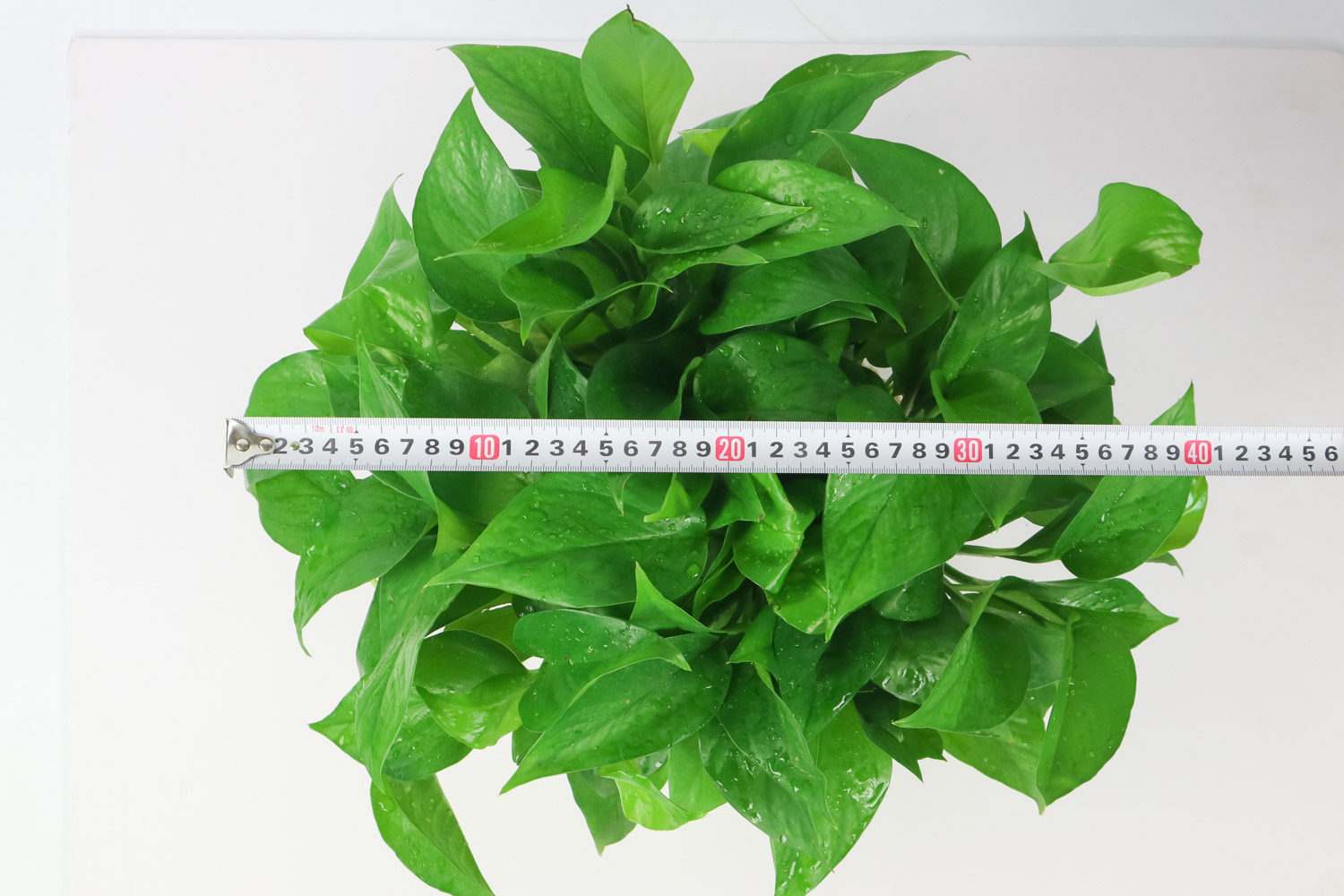 大叶绿萝叶子发黄如何办