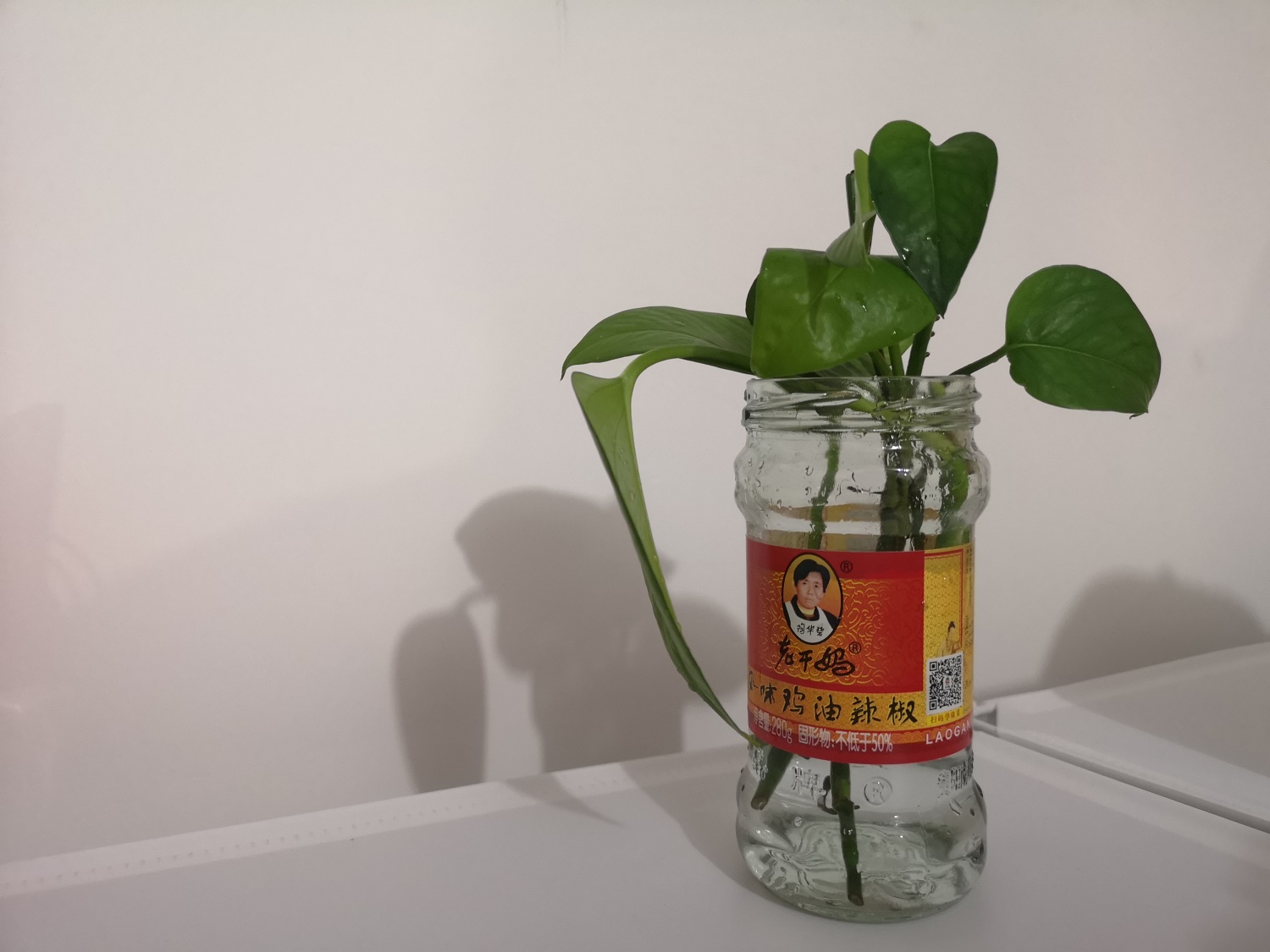 绿萝叶子发黄如何补救