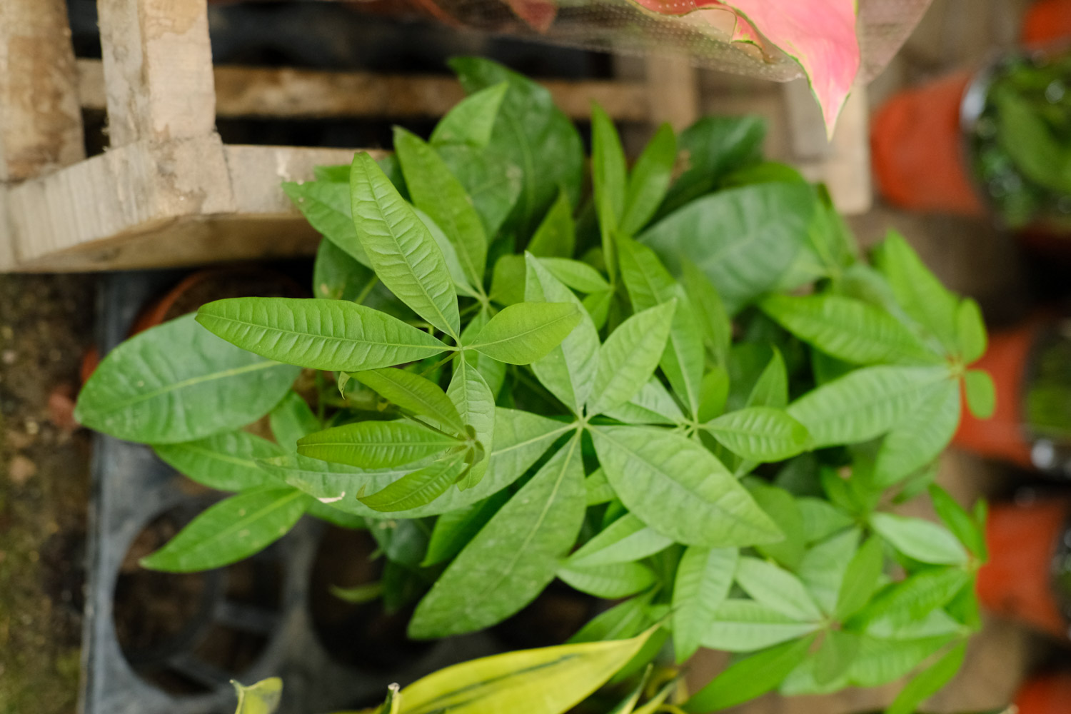 发财树叶子发黄如何办