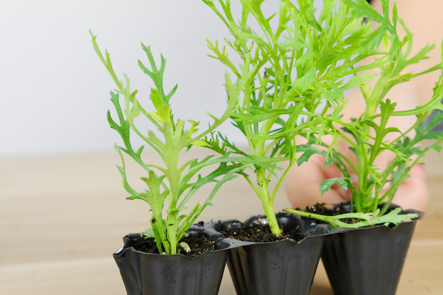 玛格丽特叶子发黄如何办