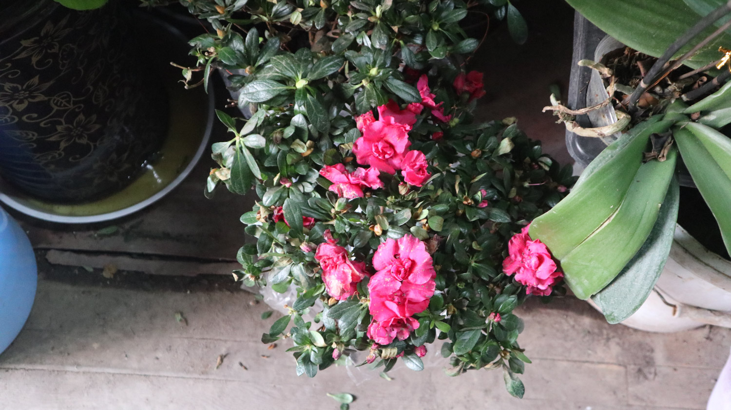 杜鹃 杜鹃花叶子发黄如何办