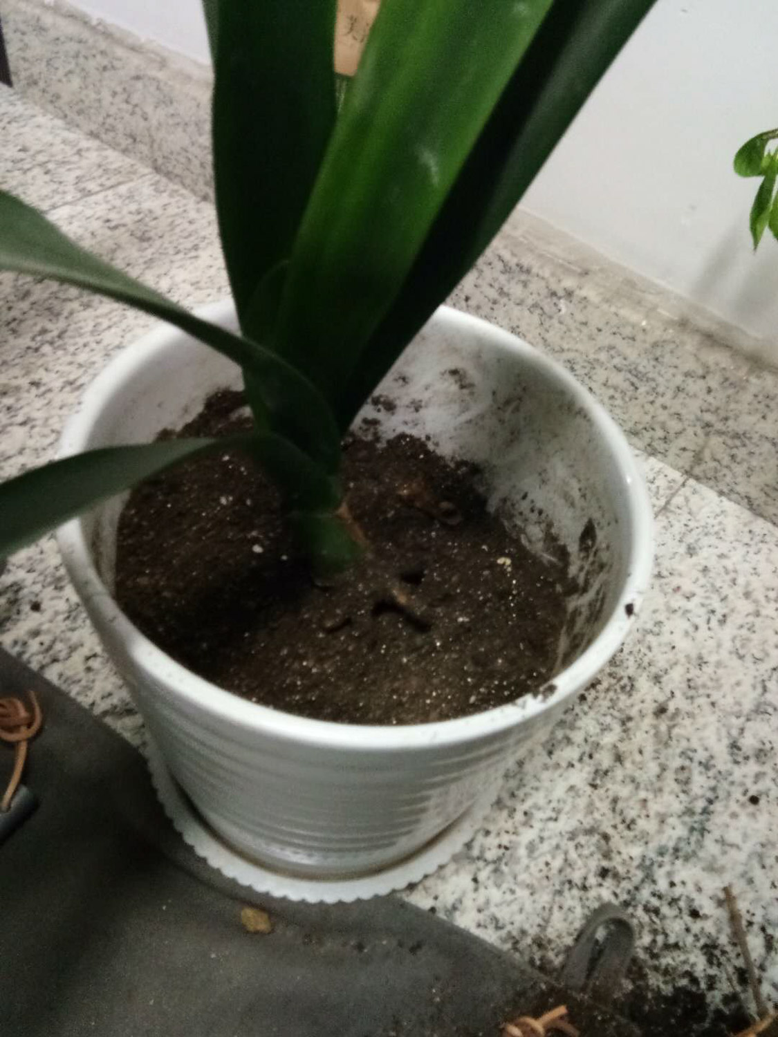 君子兰黄叶如何办