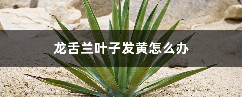 龙舌兰叶子发黄如何办