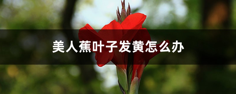 美人蕉叶子发黄如何办