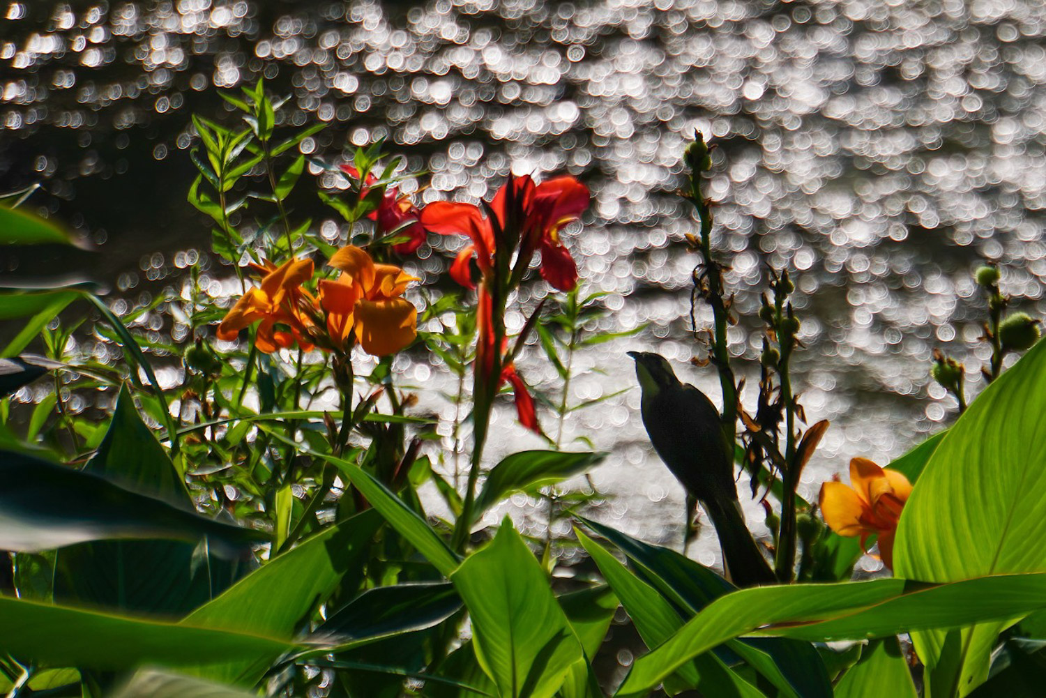 美人蕉叶子发黄如何办