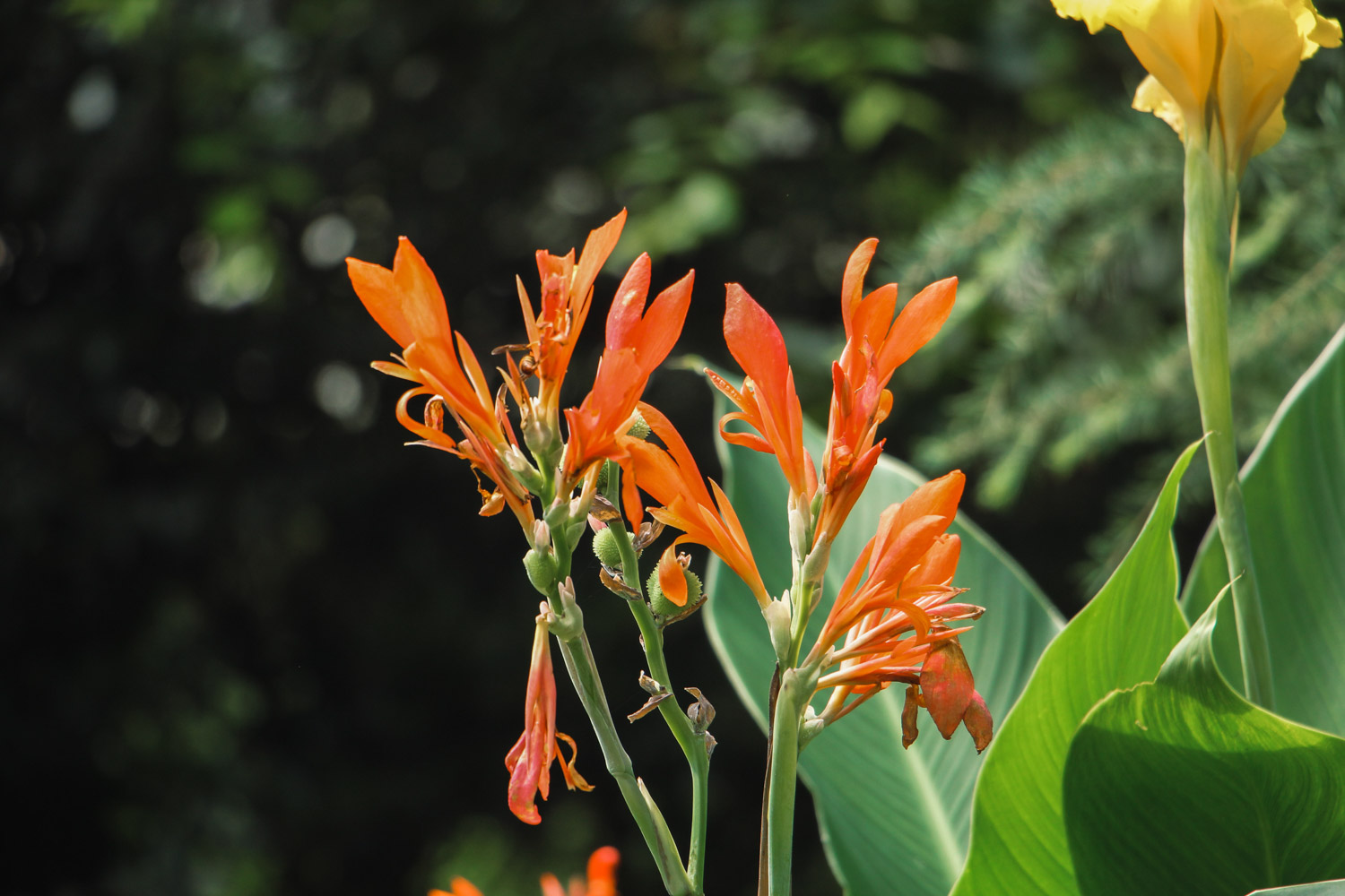 美人蕉叶子发黄如何办
