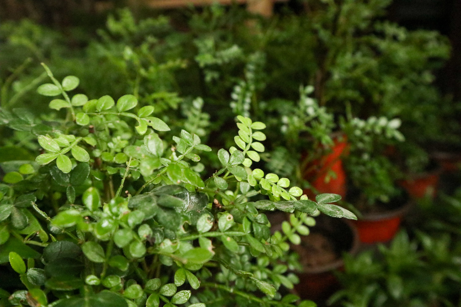 胡椒木叶子发黄掉落如何办