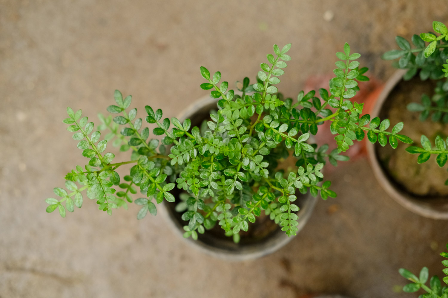 胡椒木叶子发黄掉落如何办