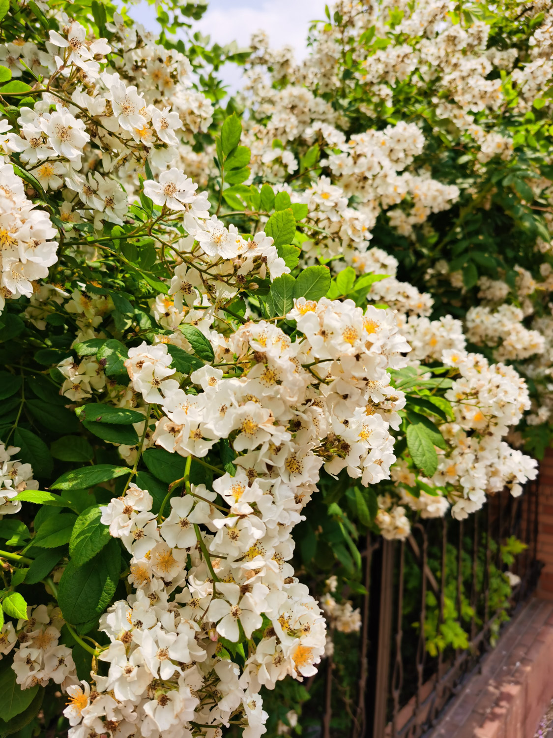 蔷薇 蔷薇叶子发黄如何办