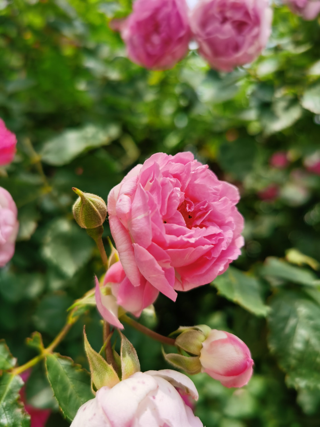 蔷薇 蔷薇叶子发黄如何办