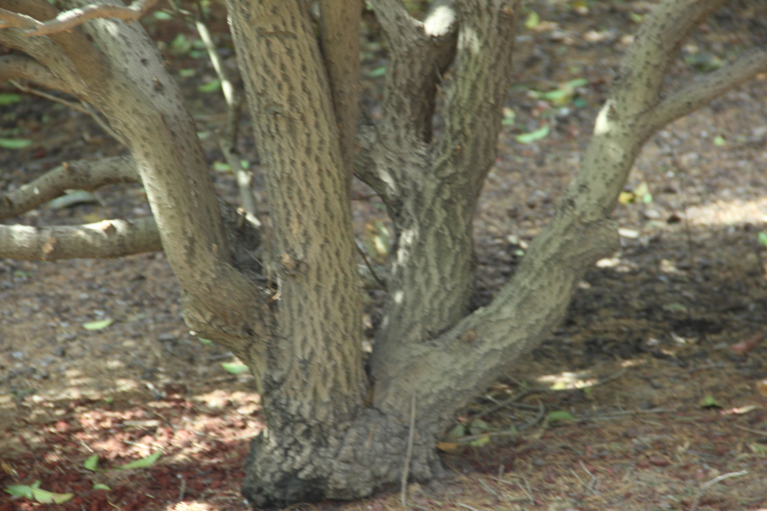 桂花 桂花叶子发黄如何办