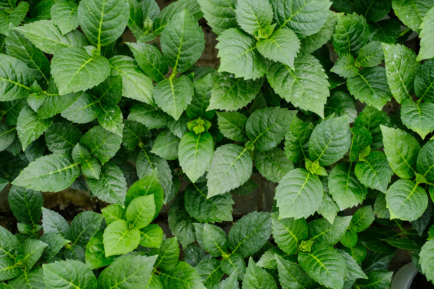 绣球叶子发黄如何办