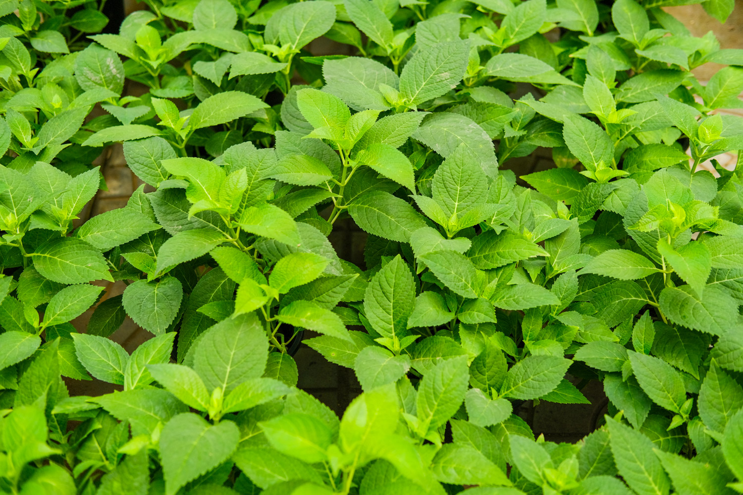 绣球叶子发黄如何办