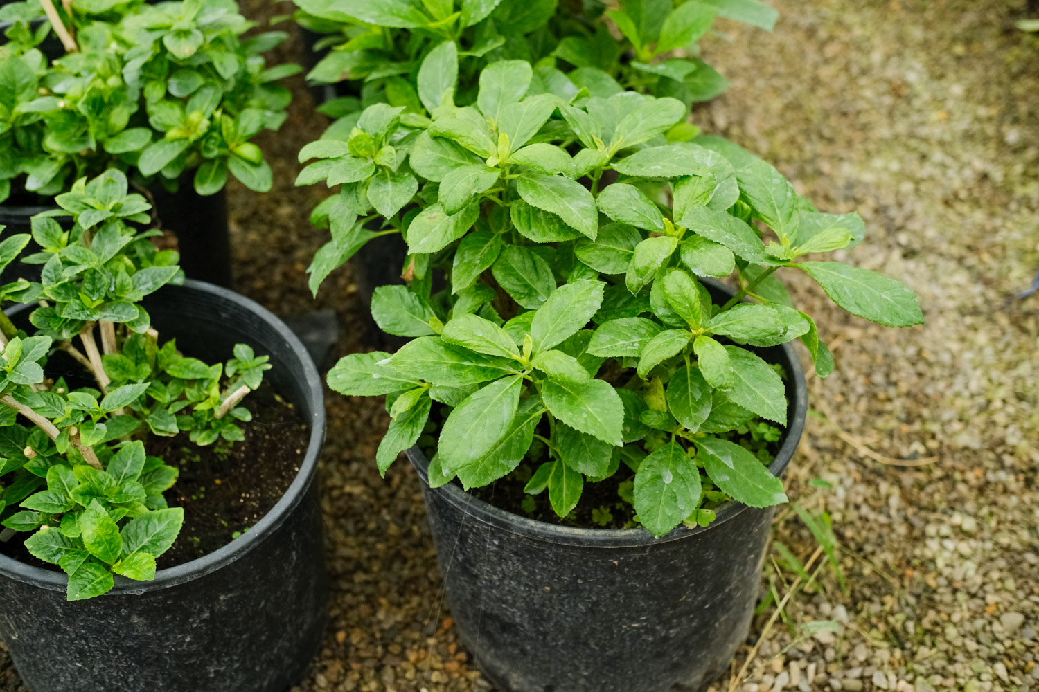 绣球叶子发黄如何办