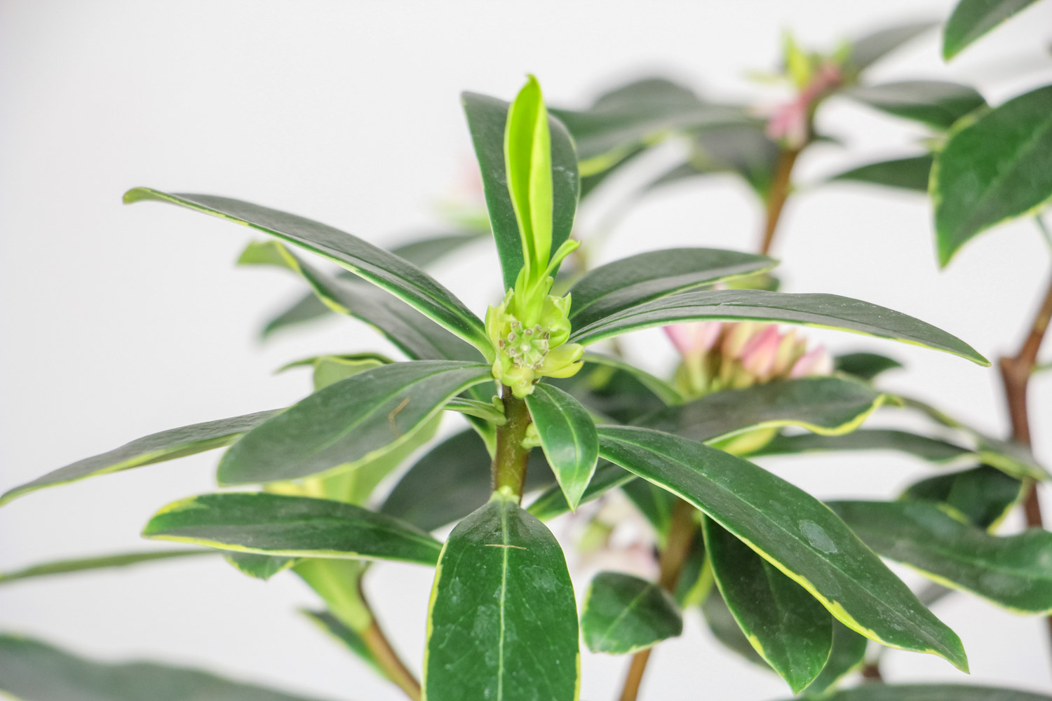 瑞香叶子发黄如何办