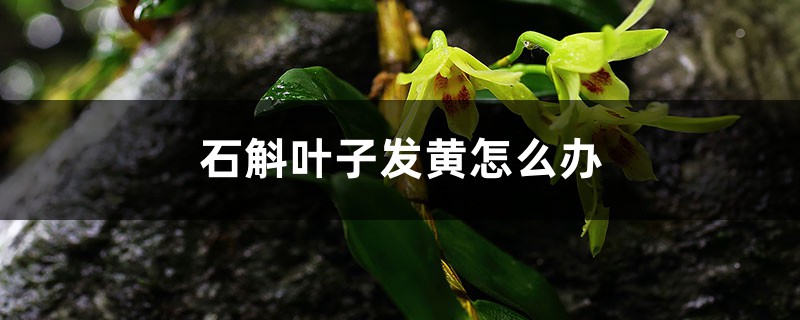 石斛叶子发黄如何办