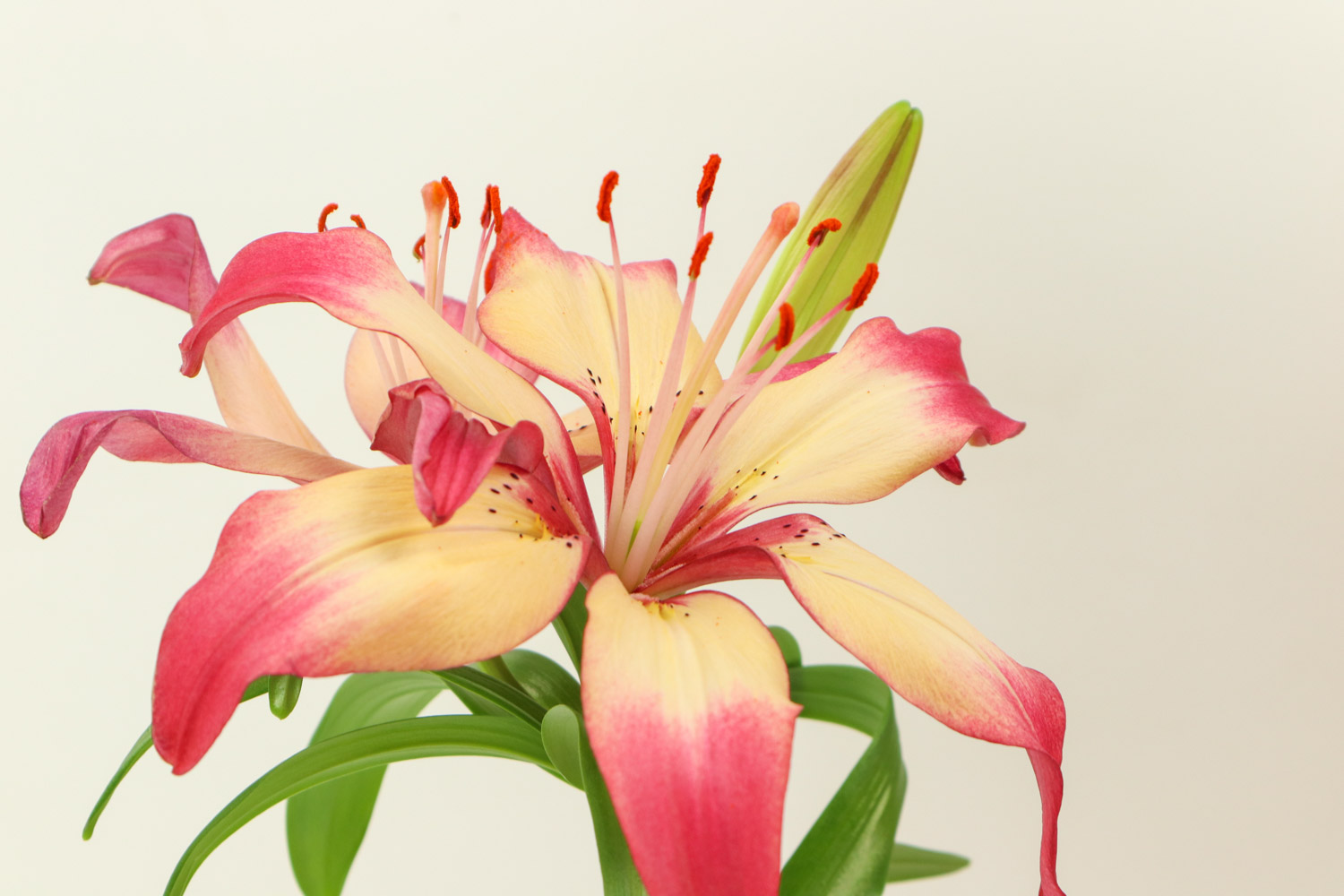 百合叶子发黄如何办