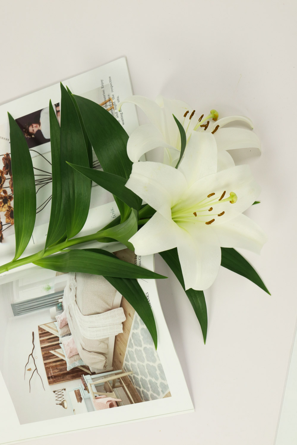 百合叶子发黄如何办