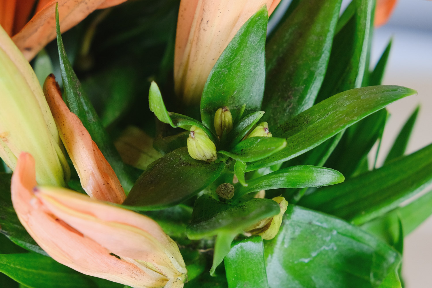 百合叶子发黄如何办