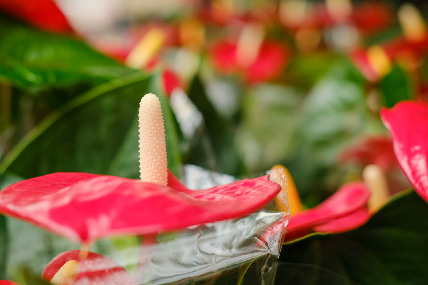 红掌 红掌叶子发黄如何办