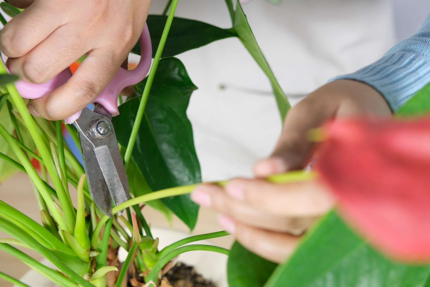 红掌 红掌叶子发黄如何办