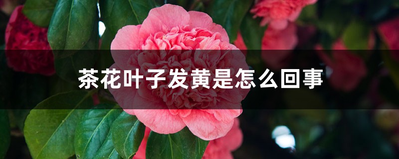 茶花叶子发黄是如何回事