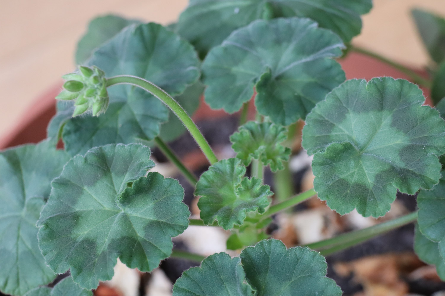 天竺葵叶子发黄如何办