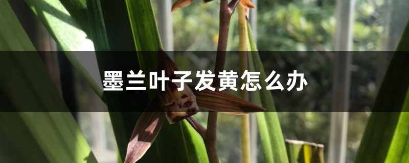 墨兰叶子发黄如何办