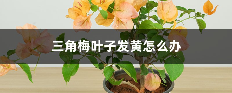 三角梅叶子发黄如何办