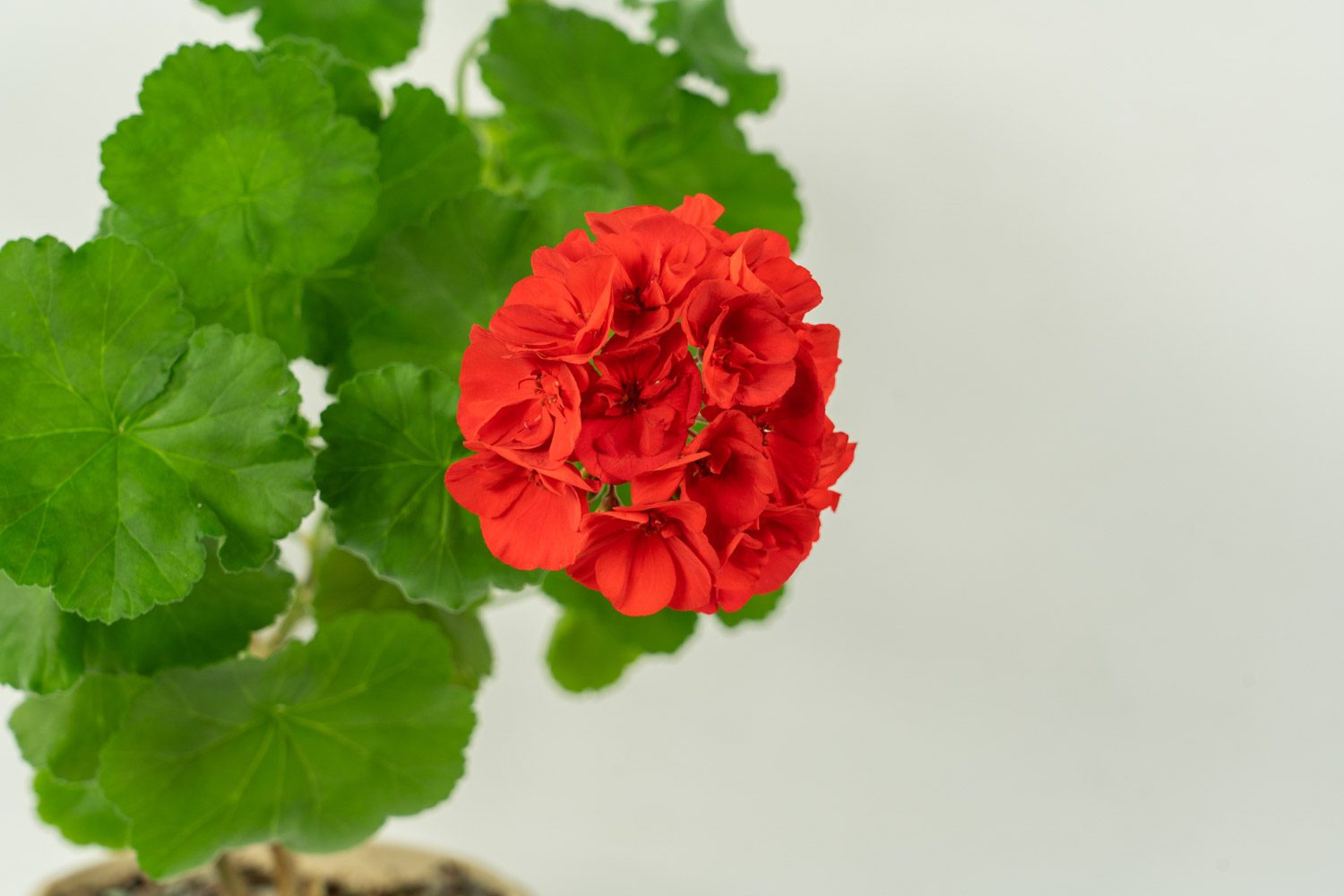 三角梅 三角梅叶子发黄如何办