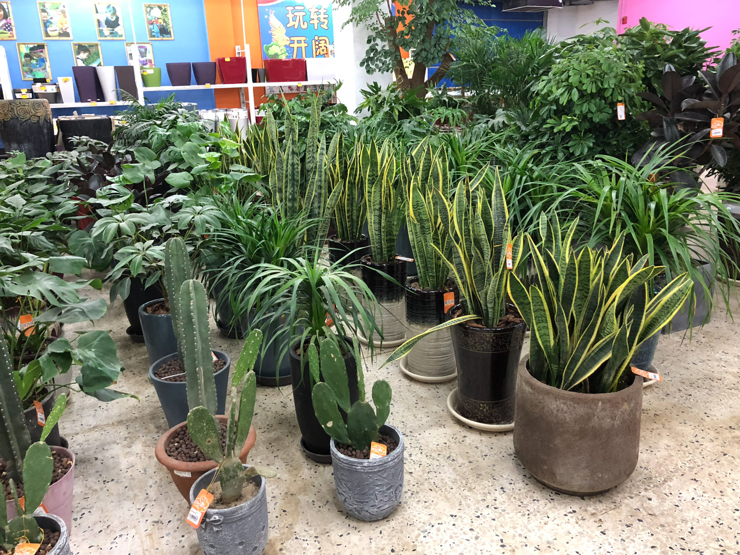 虎皮兰 虎皮兰叶子发黄如何办