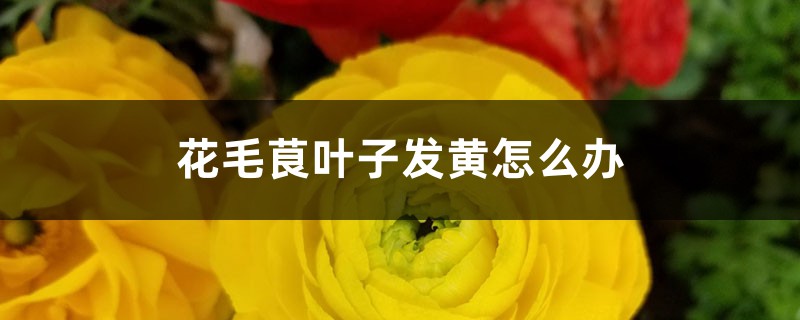 花毛茛叶子发黄如何办