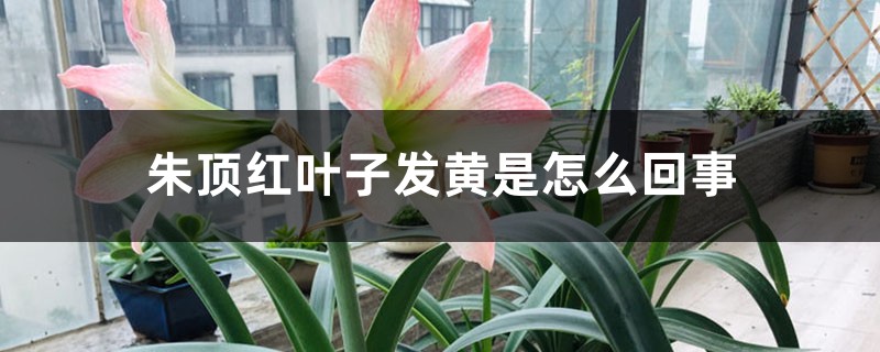 朱顶红叶子发黄是如何回事