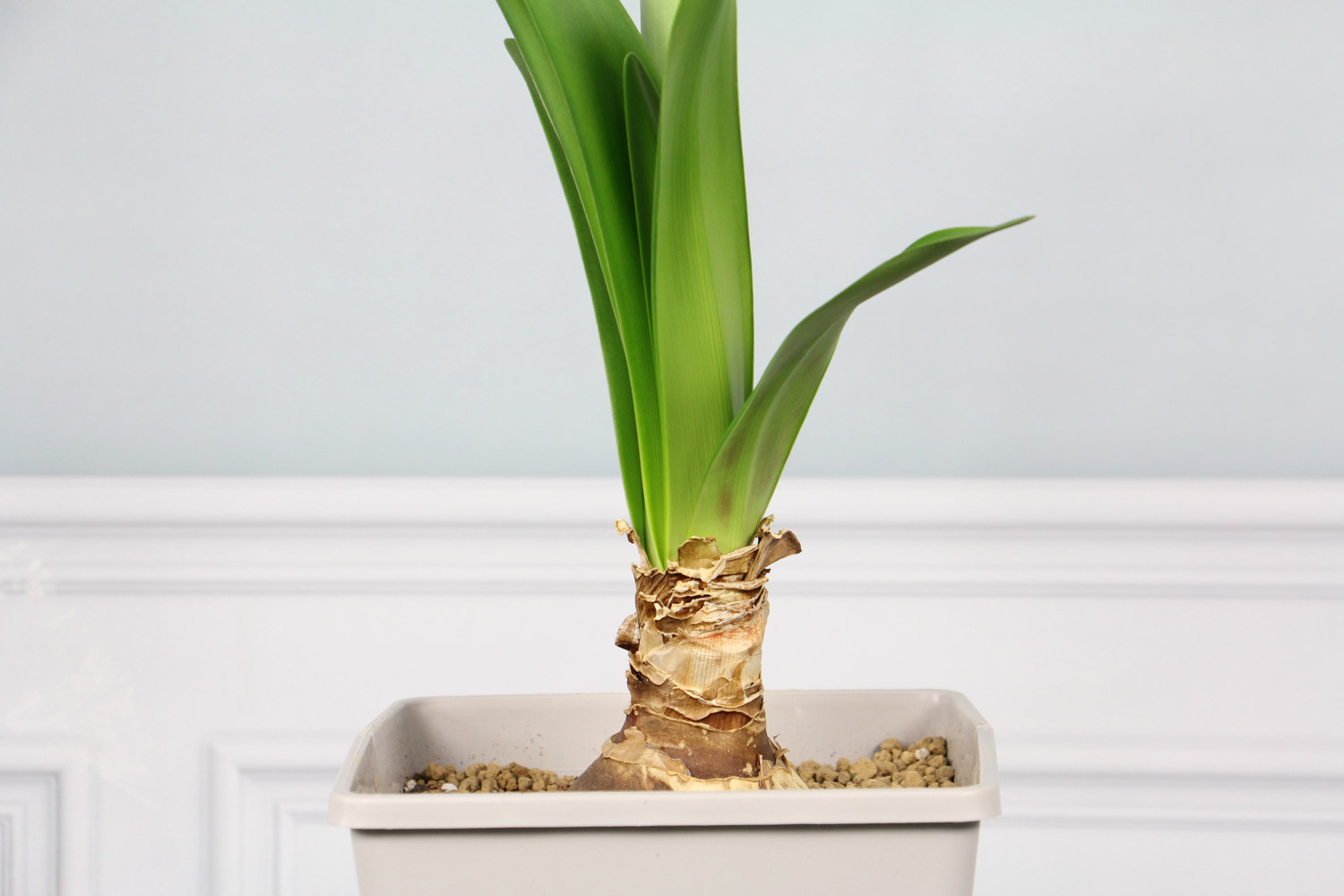 朱顶红 朱顶红叶子发黄是如何回事