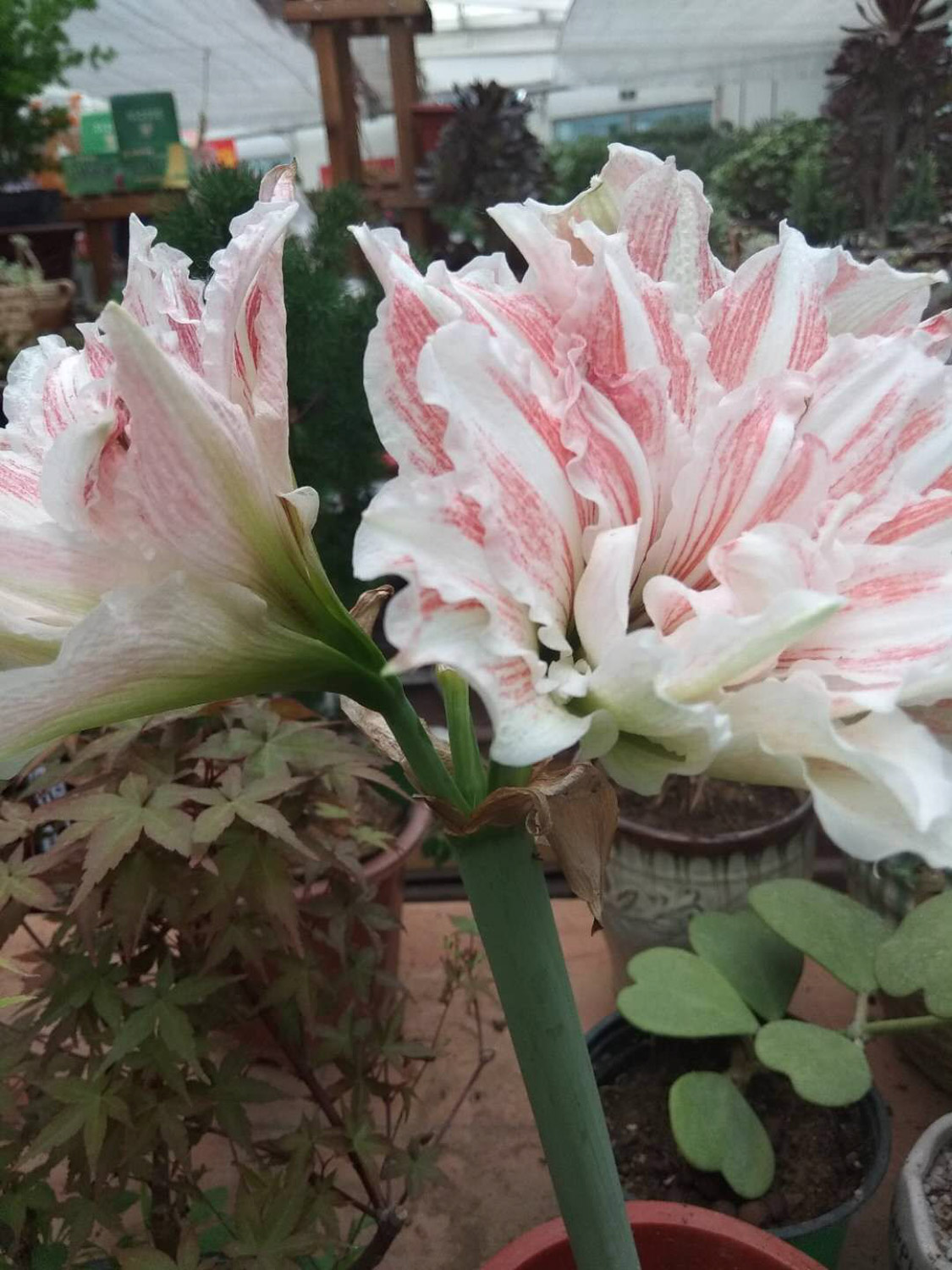 朱顶红 朱顶红叶子发黄是如何回事