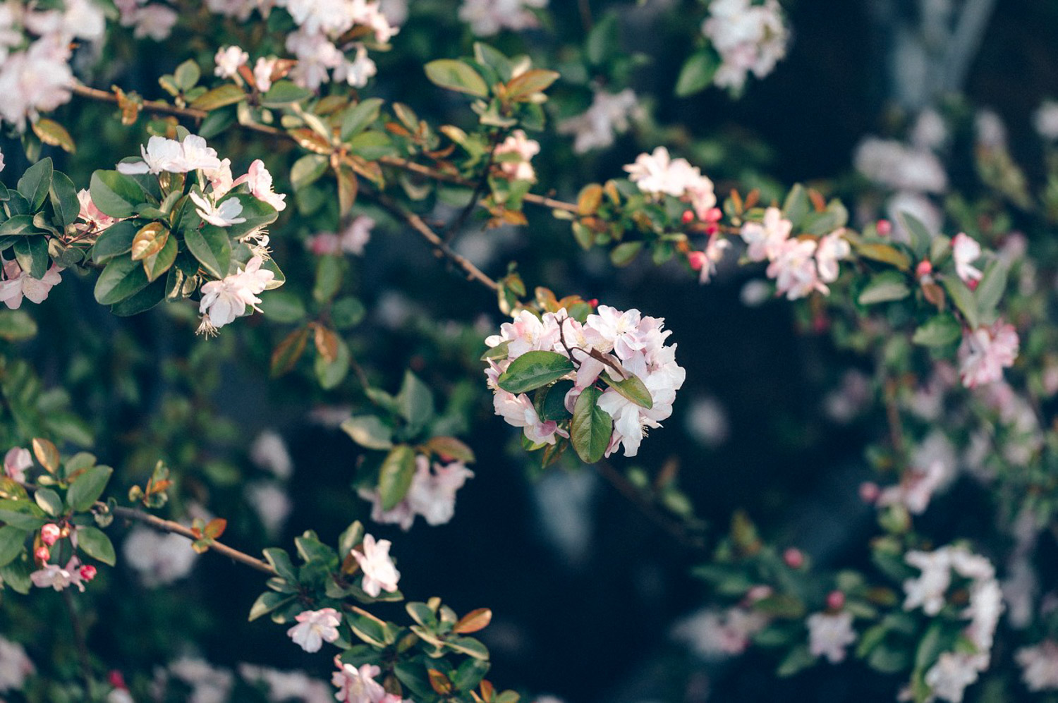 海棠花叶子发黄如何办