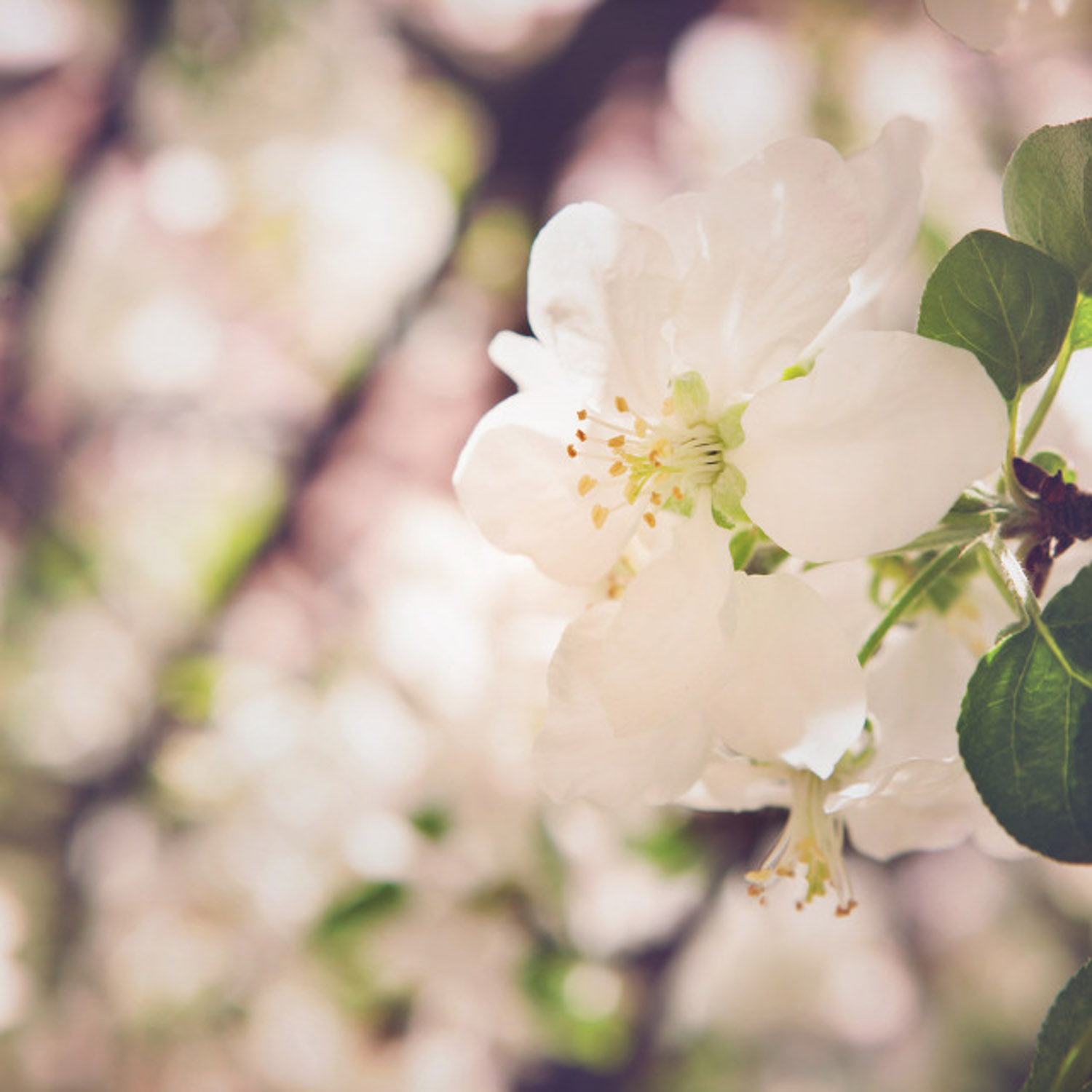 海棠花叶子发黄如何办