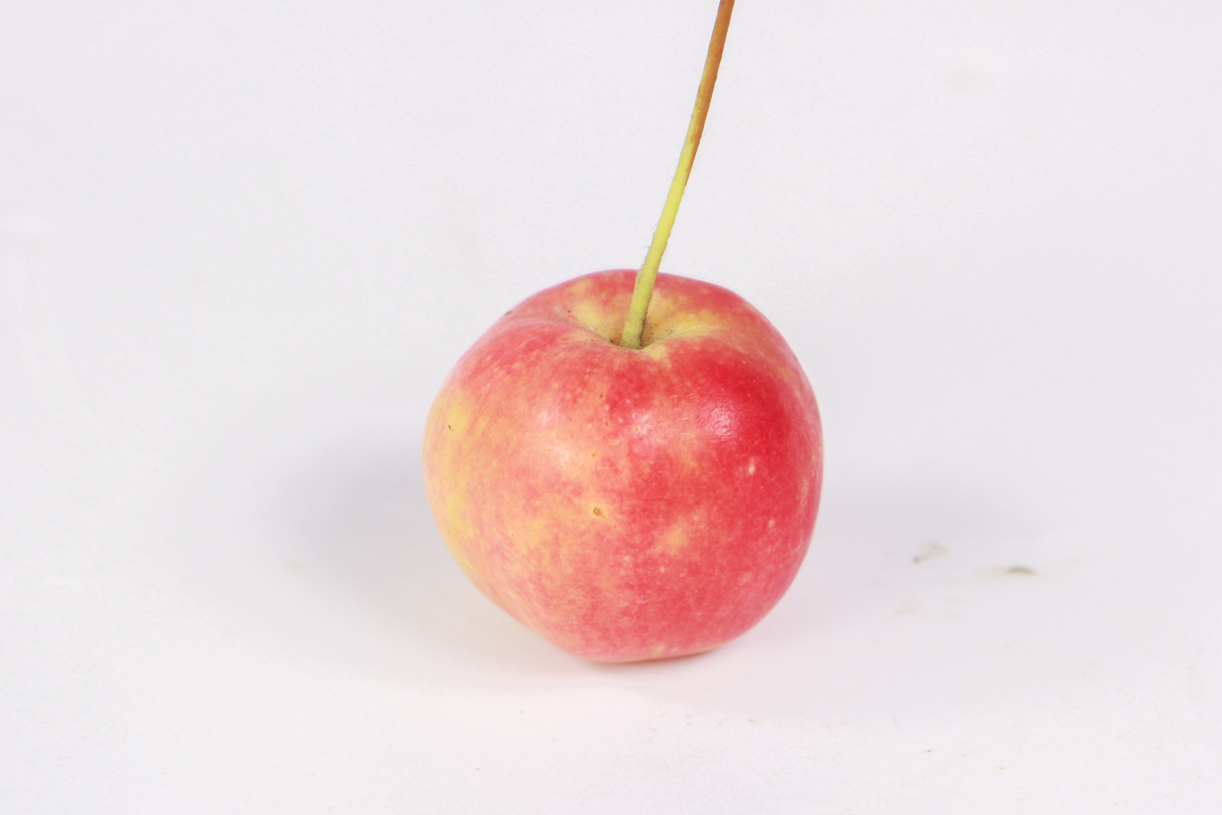 海棠花叶子发黄如何办