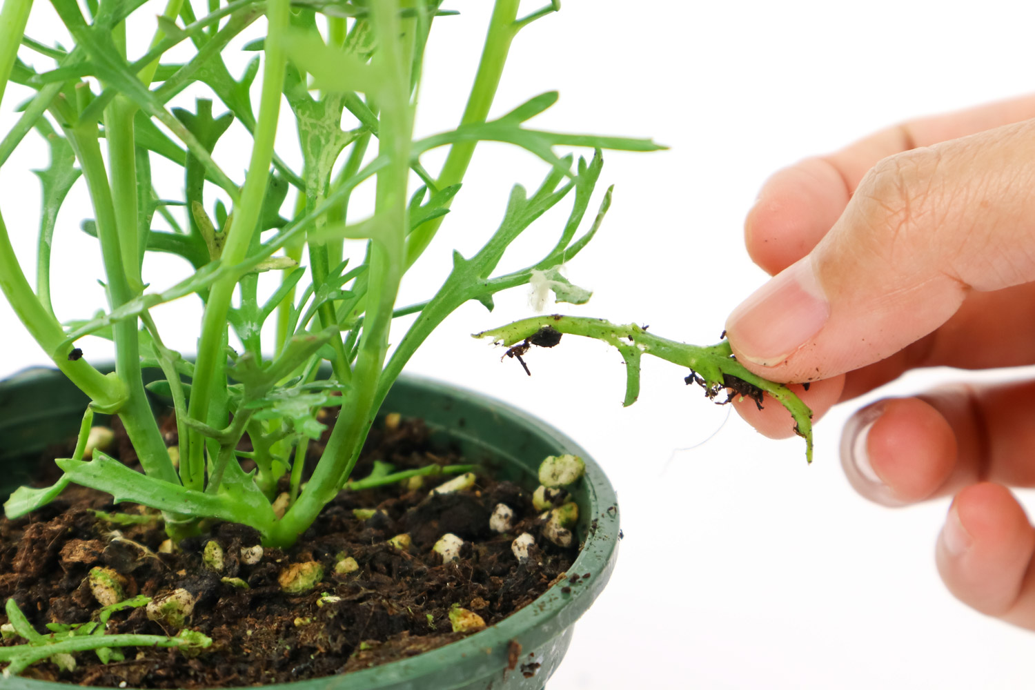 玛格丽特 玛格丽特叶子发黄如何办