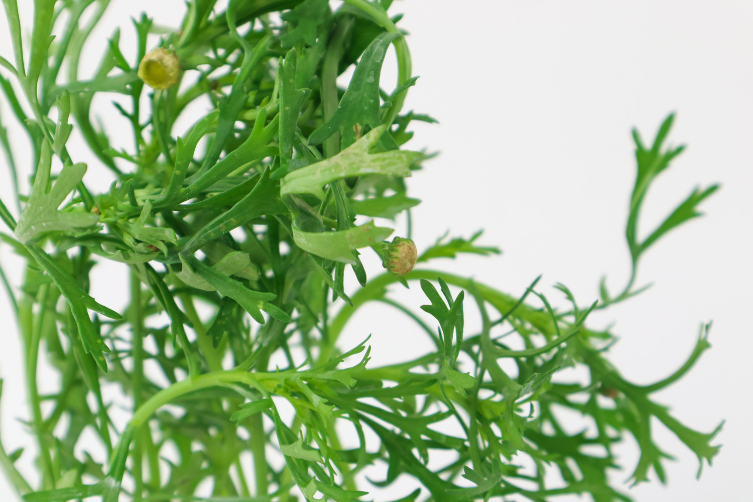 玛格丽特 玛格丽特叶子发黄如何办